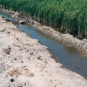2006年内蒙古通辽孟根达坝开荒地种水稻(图1)