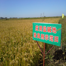 2006年内蒙古通辽孟根达坝开荒地种水稻(图4)
