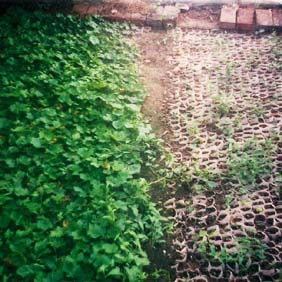 2001年哈密盐碱地种植葡萄、花生(图2)
