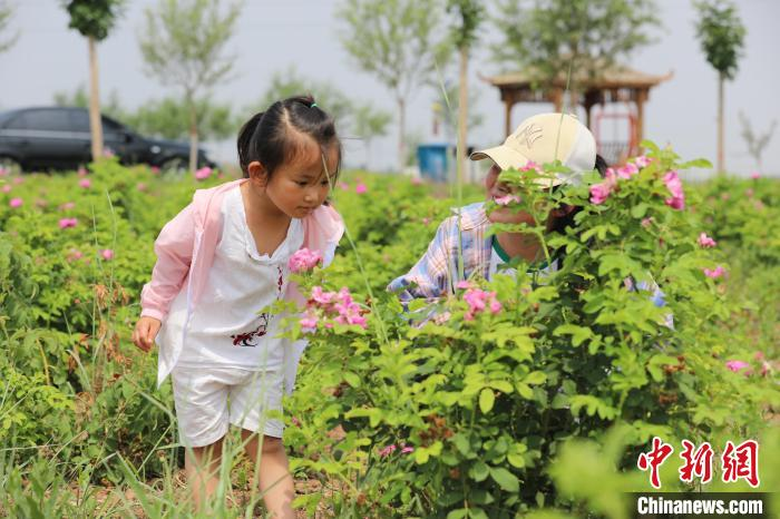 图为游客在农场玫瑰园赏花。　田博 摄