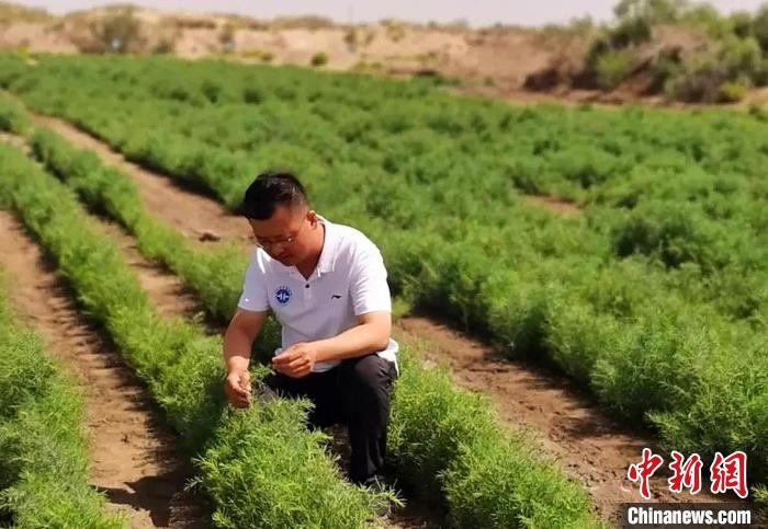 盐地碱蓬有很高的食用和药用保健价值。　胡俊建 摄