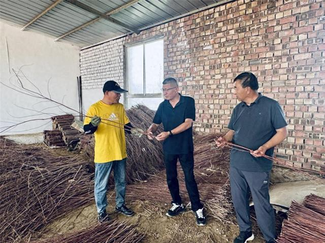 红柳签粗加工现场。 蒋普全 摄